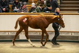 Lot  945 TDF 7248Tattersalls