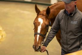 Lot  948 TBK2 5741Tattersalls