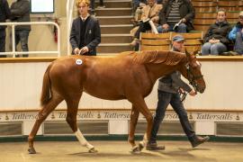 Lot  948 TBK2 5753Tattersalls