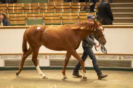 Lot  948 TBK2 5770Tattersalls