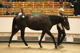 Lot  949 TBK2 5814Tattersalls