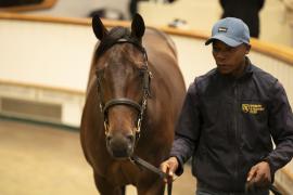 Lot  959 TBK2 5888Tattersalls