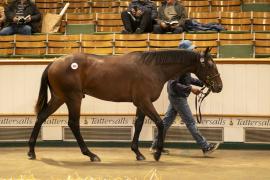 Lot  959 TBK2 5900Tattersalls