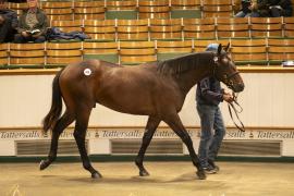 Lot  959 TBK2 5909Tattersalls