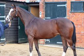 Lot  95 T B10435 Tattersalls