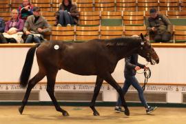 Lot  963 TBK2 5485Tattersalls