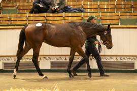 Lot  963 TBK2 6003Tattersalls