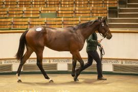 Lot  963 TBK2 6046Tattersalls