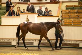 Lot  963 TBK2 6115Tattersalls