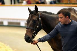 Lot  964 TBK2 5521Tattersalls