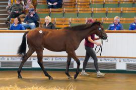 Lot  976 TBK2134Tattersalls