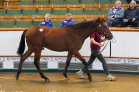 Lot  976 TBK2141Tattersalls