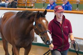 Lot  976 TBK2147Tattersalls