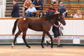 Lot  98 TSS3856Tattersalls