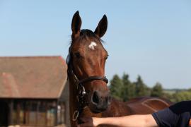 Lot  98 TSS3874Tattersalls