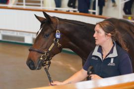 Lot  991 TBK2013Tattersalls