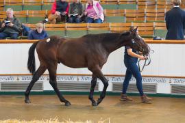 Lot  991 TBK2047Tattersalls