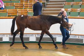 Lot  991 TBK2055Tattersalls