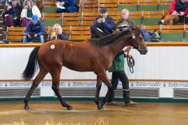 Lot  993 TBK2080Tattersalls