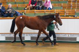 Lot  993 TBK2087Tattersalls