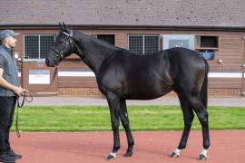 Lot  9 TBK1 2648Tattersalls