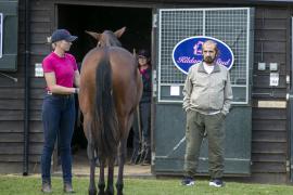 Sheikh Mohammed 3122 TBK1Tattersalls