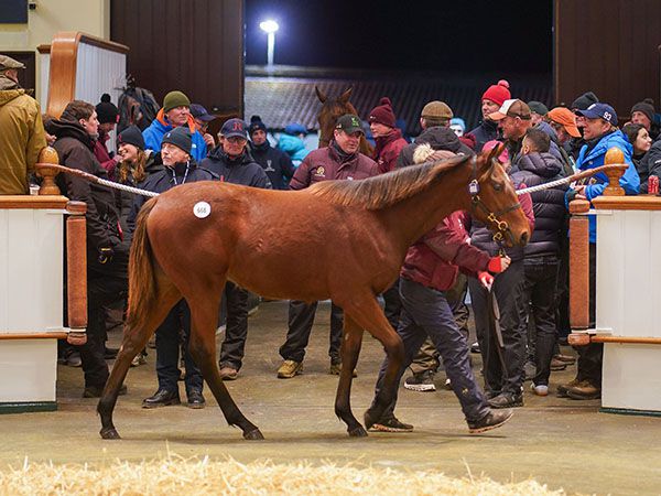 Lot 668: Mehmas (IRE) / Natalie's Joy (GB) 