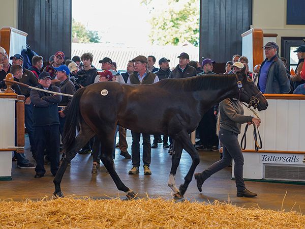 Lot 1055: Kameko (USA) / Potent Embrace (USA) 