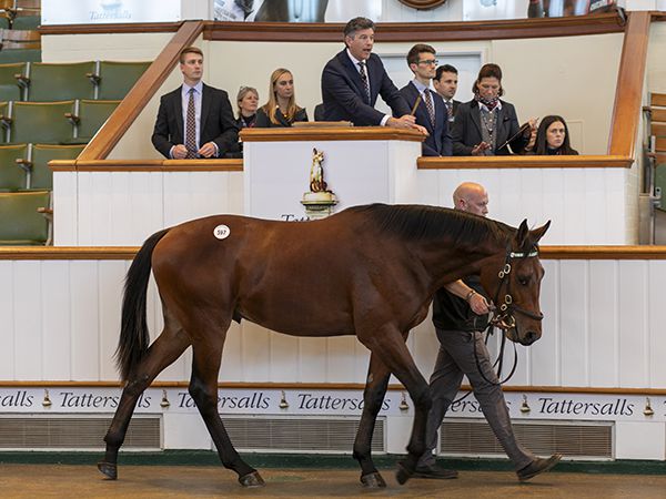 Lot 597: Sea The Stars (IRE) / Bighearted (GB)