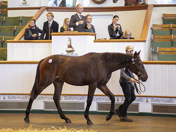 Lot 1617: Al Kazeem (GB) / Dream Book (GB)