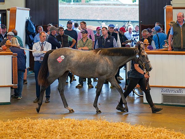 Lot 419: Havana Grey (GB) / Step Sister (GB) 