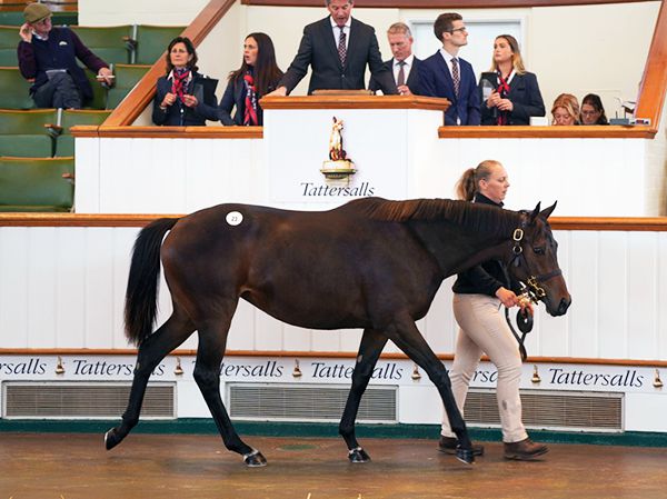 Bintjeddah at Book 1 of the Tattersalls October Yearling Sale 