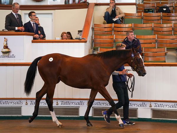 Chantilly Lace at Book 1 of the Tattersalls October Yearling Sale