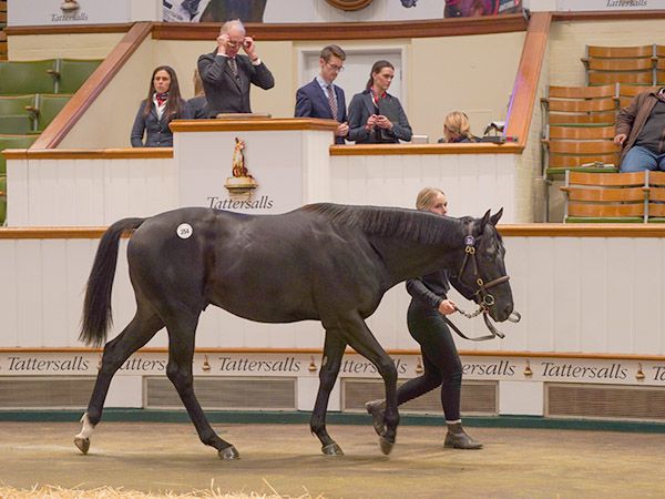 Fondo Blanco at Book 1 of the Tattersalls October Yearling Sale