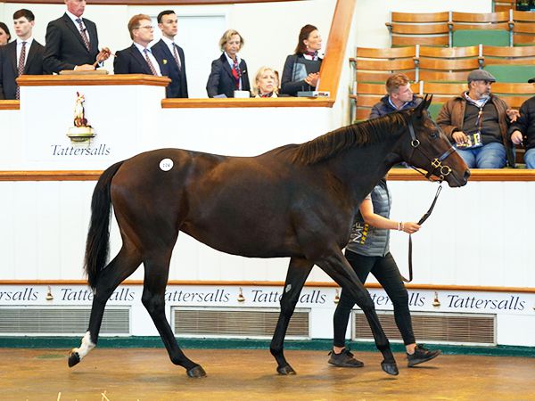 Jewelry at Book 1 of the Tattersalls October Yearling Sale 