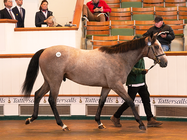 Seagolazo was bought for 82,000 guineas at Book 1 of the Tattersalls October Yearling Sale 