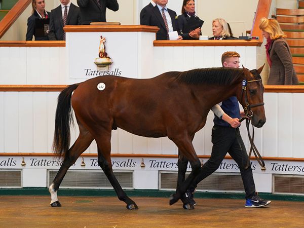 Hopewell Rock at Book 1 of the Tattersalls October Yearling Sale 