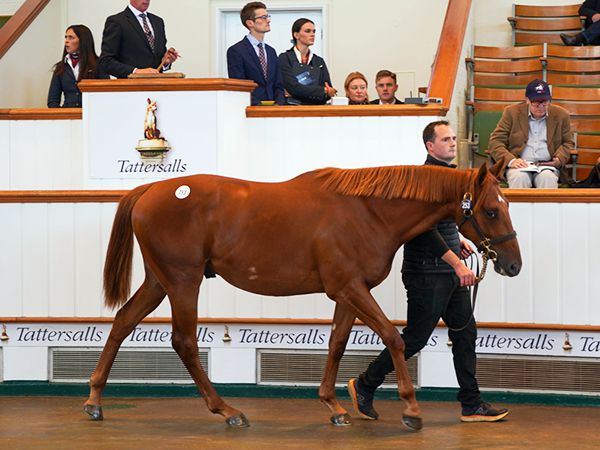 Cairdeas at Book 1 of the Tattersalls October Yearling Sale 