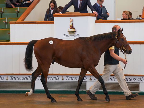 Our Terms at Book 1 of the Tattersalls October Yearling Sale 