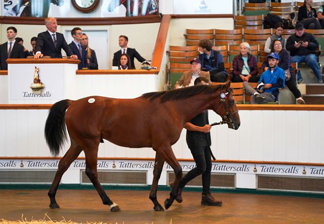 Galveston at Book 1 of the Tattersalls October Yearling Sale 