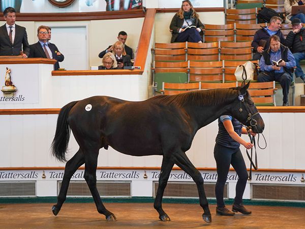 Seacruiser at Book 1 of the Tattersalls October Yearling Sale 