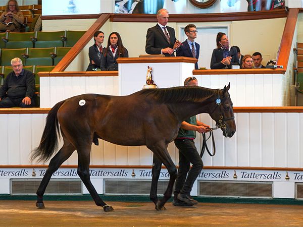 Shackleton selling at Book 1 of the Tattersalls October Yearling Sale 