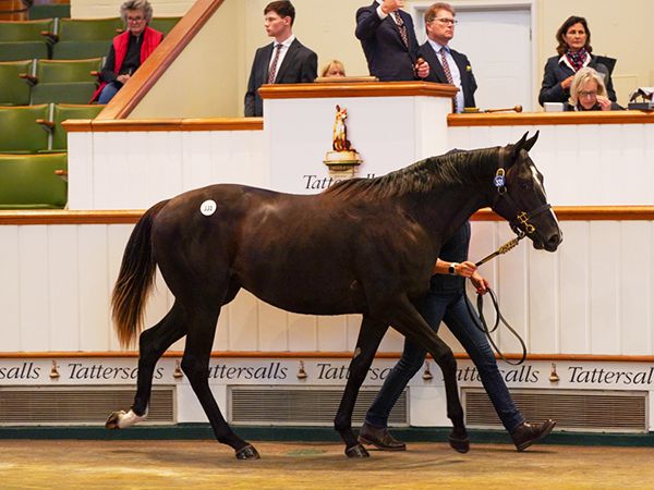 Duty First at Book 1 of the Tattersalls October Yearling Sale 