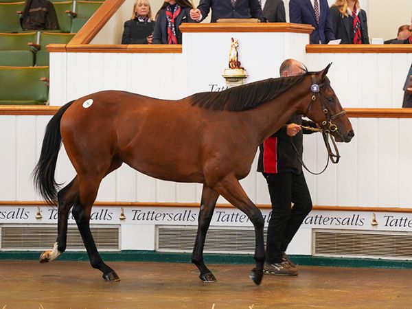 Raneenn at Book 1 of the Tattersalls October Yearling Sale