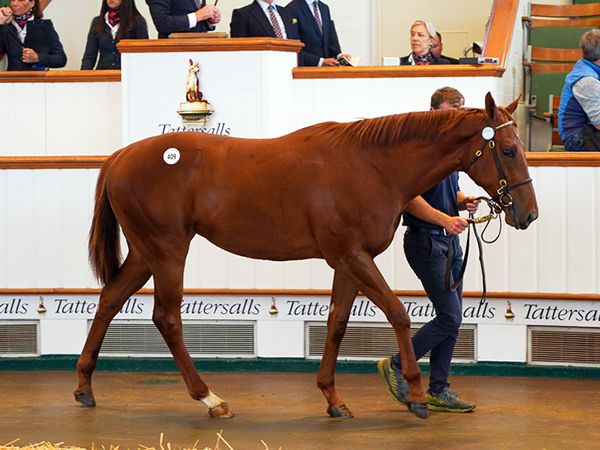 Jaliyah was bought for 80,000 guineas at Book 1 of the Tattersalls October Yearling Sale 