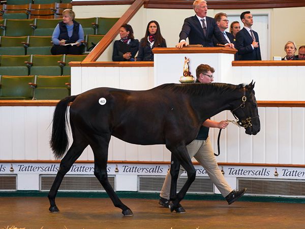 Tribal Nation at Book 1 of the Tattersalls October Yearling Sale 