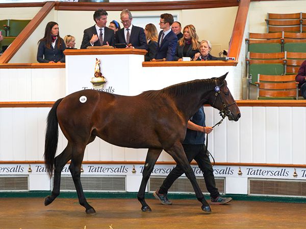 Jettie's Run at Book 1 of the Tattersalls October Yearling Sale 