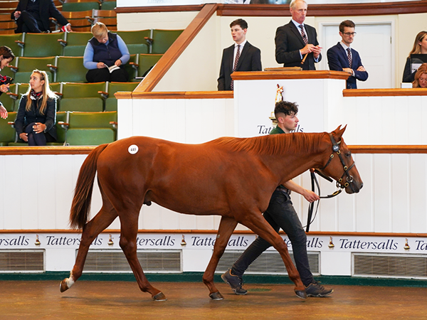 Make You Smile at Book 1 of the Tattersalls October Yearling Sale