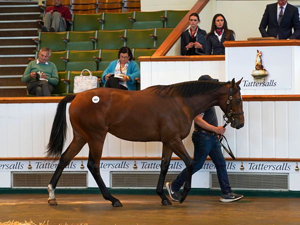 Bubbling at Book 1 of the Tattersalls October Yearling Sale 