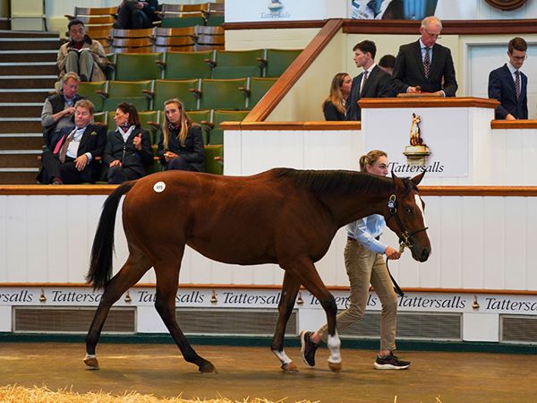 Nardra at Book 1 of the Tattersalls October Yearling Sale